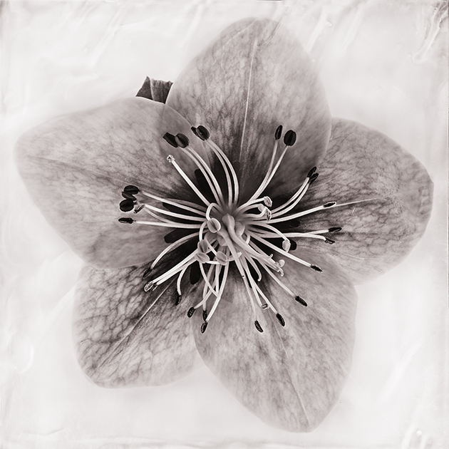 Fleur X - Hellébore