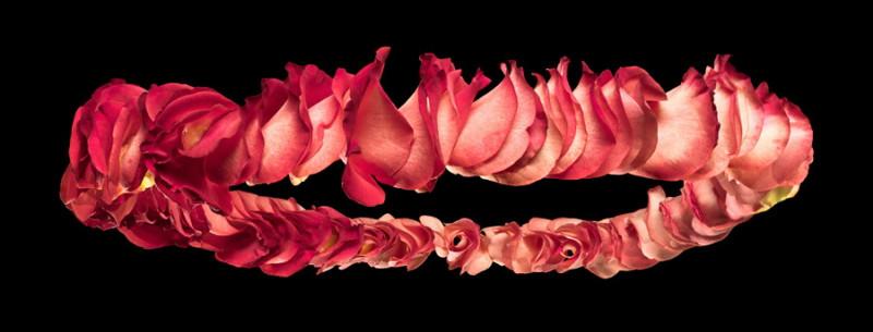 Couronne de Roses