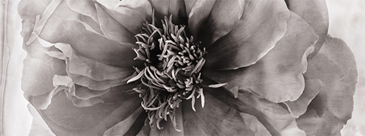 Collodion