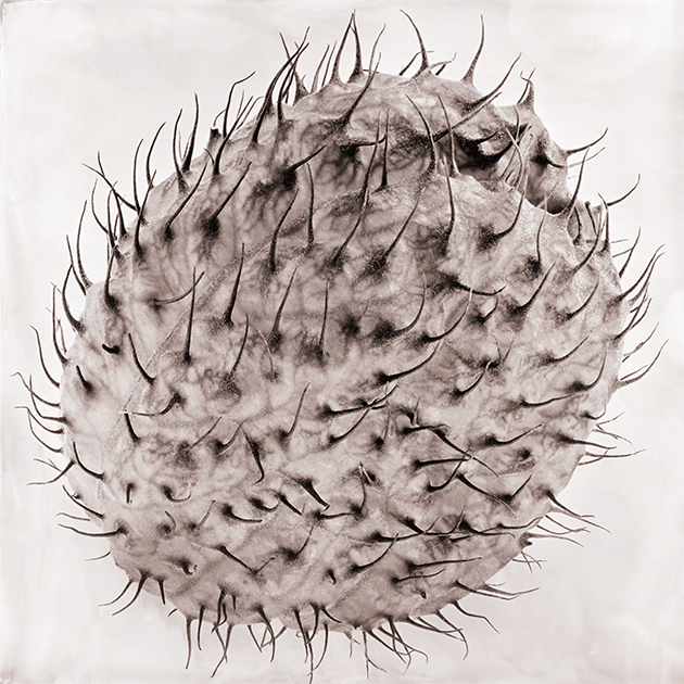 Fleur III - Boulestrier