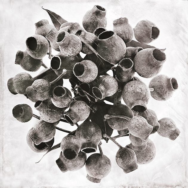 Fleur XII - Eucalyptus
