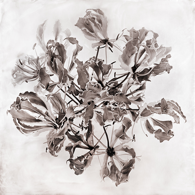 Fleur XIV - Gloriosa