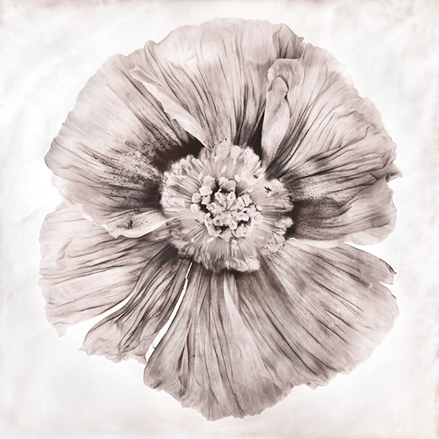 Fleur XVI - Pavot