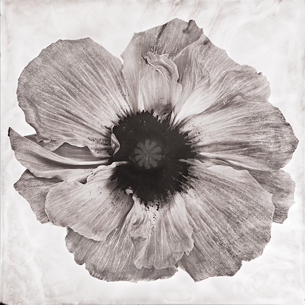 Fleur XV - Pavot