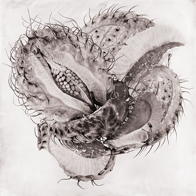 Fleur  II - Boulestrier-1_3