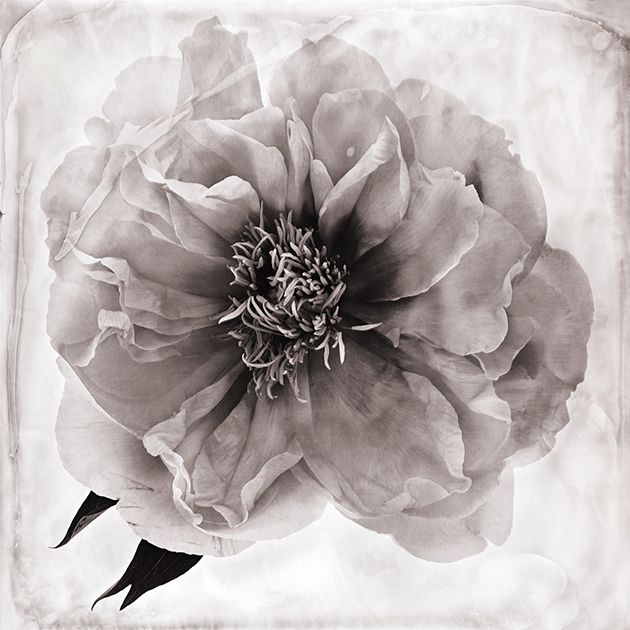 Fleur I- Hellébore 100x100