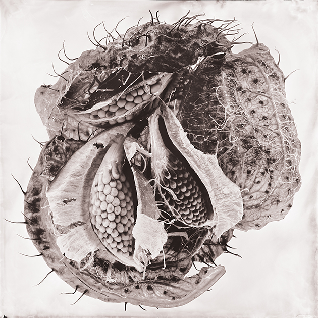 Fleur IV - Boulestrier-2_1