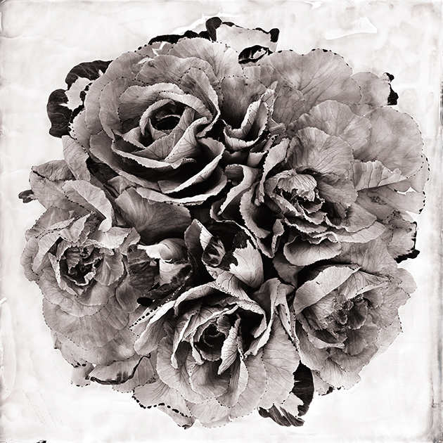 Fleur IX - Choux