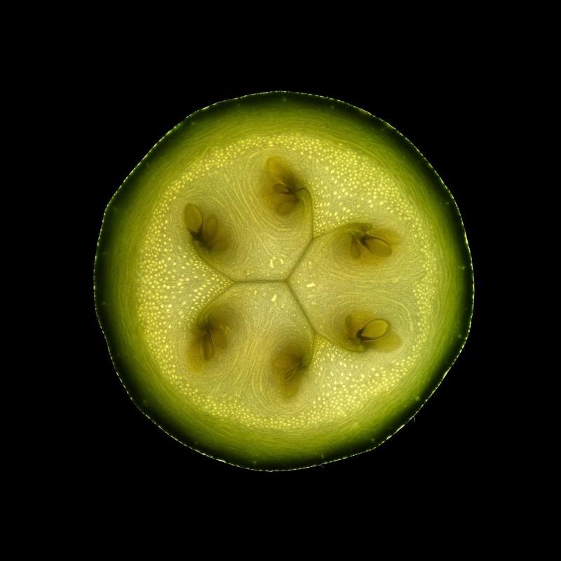 courgette  004