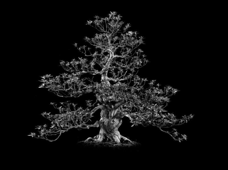 rododindron adicum jyuko
