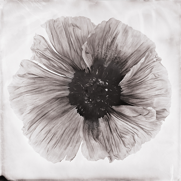 Fleur V - anémone