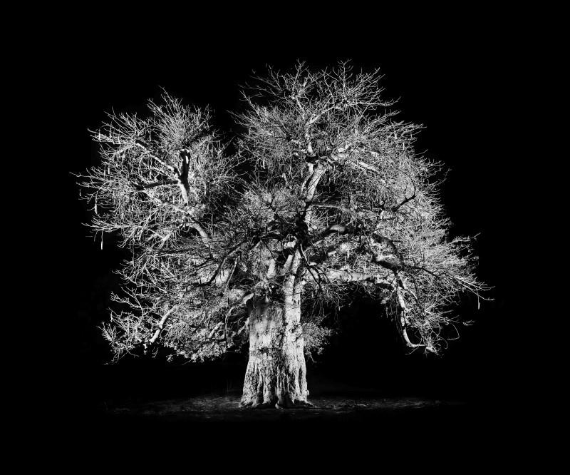 Baobab