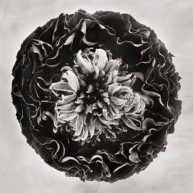Fleur VI - Rose Renoncule