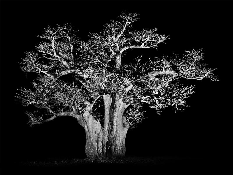 Baobab 2