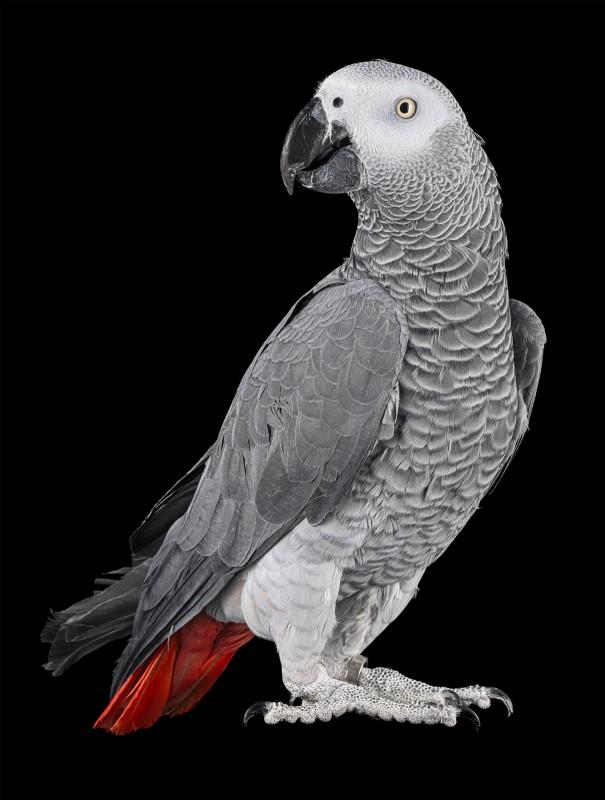 Pablo
