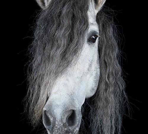 chevaux