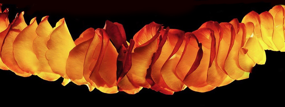 Fleurs, Fruits