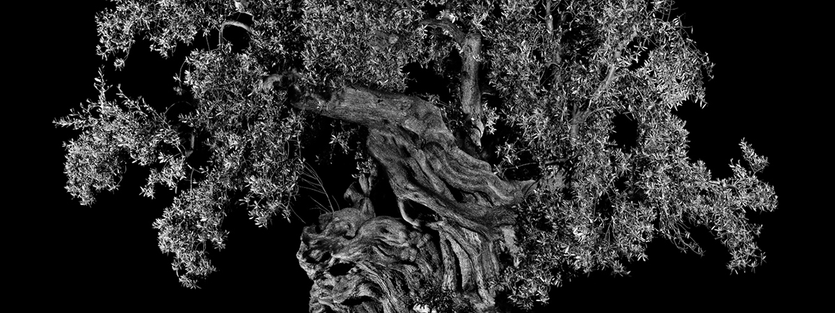 Arbres