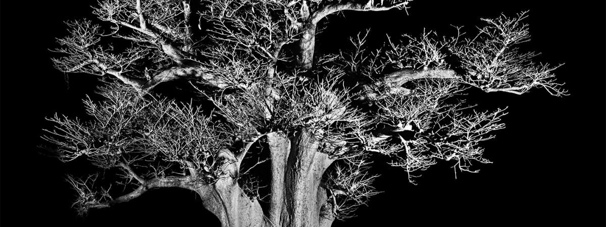 Baobab-Bonsa&iuml;s